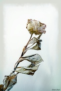 15th Nov 2020 - Frosted Rose