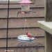 Male Cardinal by selkie