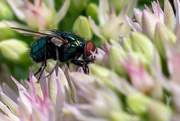 14th Sep 2020 - Green Bottle Fly Eats Well