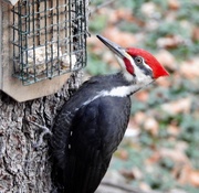 21st Nov 2019 - Pileated Woodpecker