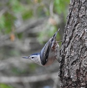 19th Nov 2019 - White-breasted Nuthatch