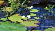 23rd Nov 2020 - Tiny White Water Lily