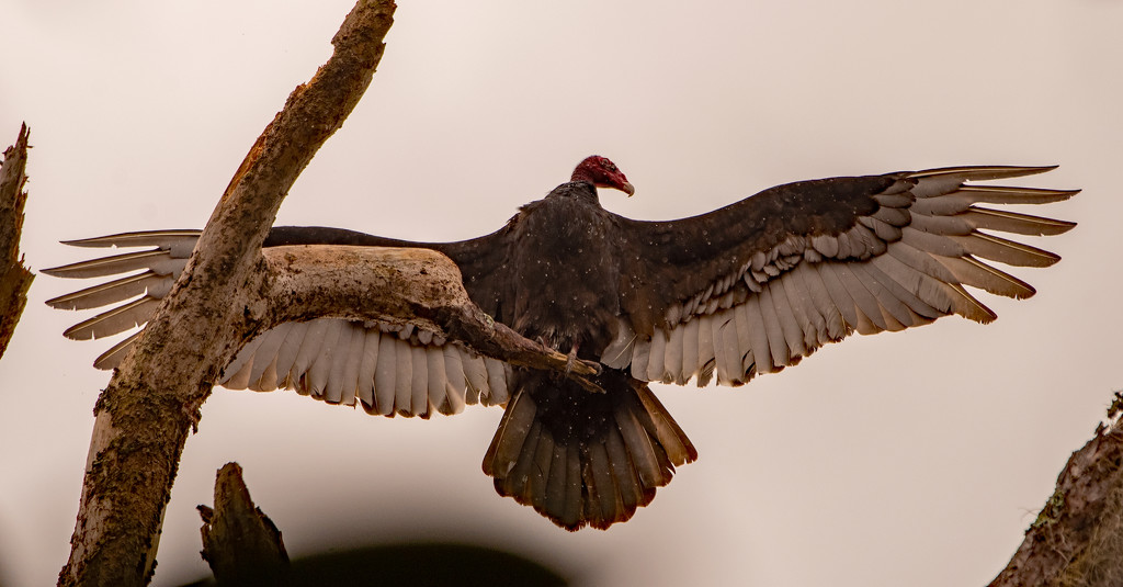 Vulture, Spreading It's Wings! by rickster549