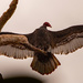 Vulture, Spreading It's Wings! by rickster549