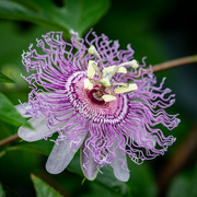 15th Sep 2020 - Passion Flower