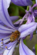 23rd Nov 2020 - The end of my agapanthus photos and the pollinating end of a bee. 