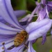 The end of my agapanthus photos and the pollinating end of a bee.  by johnfalconer