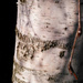 Silver birch bark + shadows by jon_lip