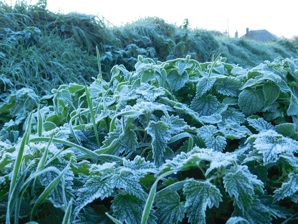 Frosty morning by 365anne