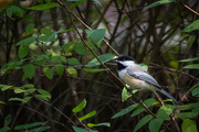 17th Sep 2020 - Chickadee in the Shrubs