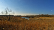 22nd Nov 2020 - pond landscape