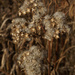 Tall boneset seeds by rminer