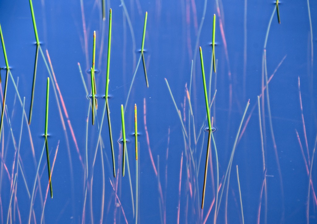 Needle grass by danette