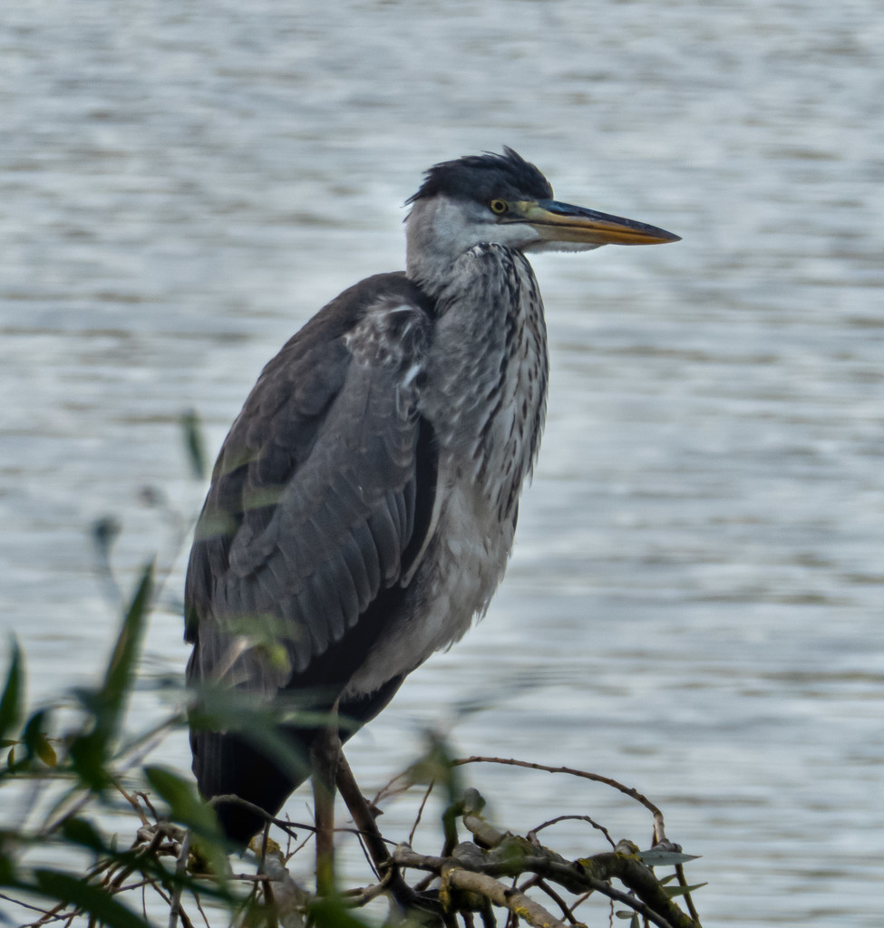 A distant heron by mave
