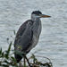 A distant heron by mave