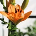 June 9: Lilies by daisymiller
