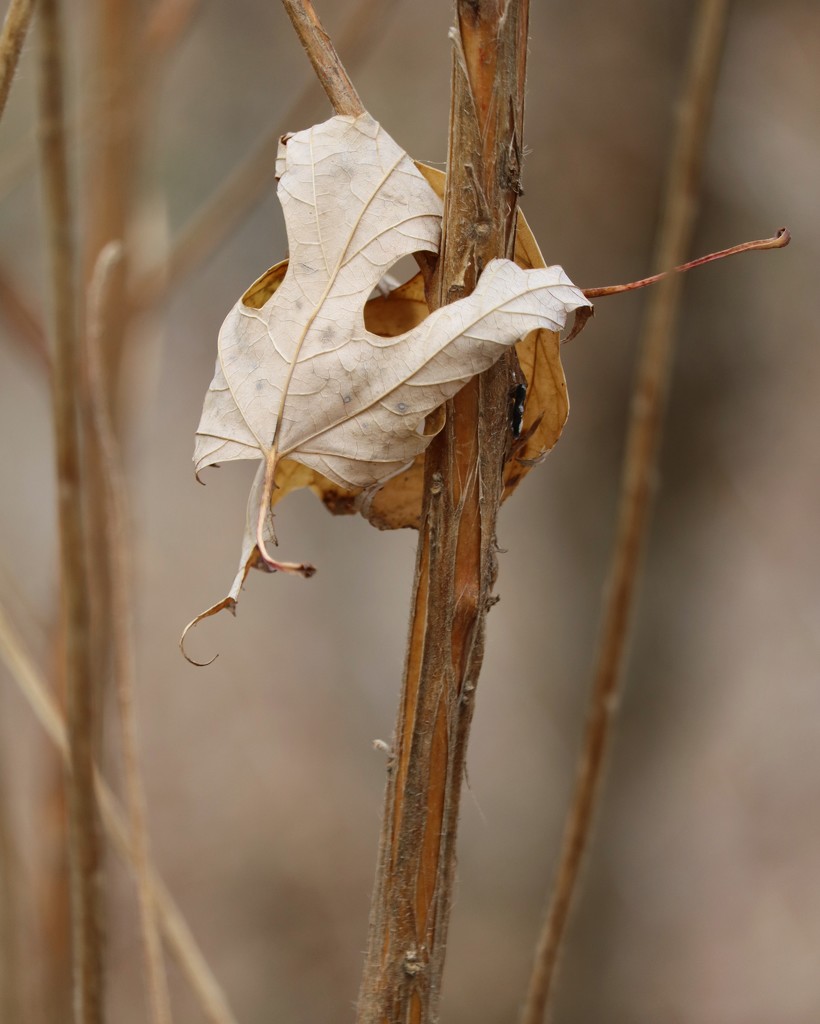 November 23: Maple Leaf by daisymiller