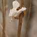 November 23: Maple Leaf by daisymiller