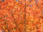 23rd Nov 2020 - Red Maple Leaves