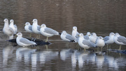 23rd Nov 2020 - Ring-billed Gulls