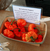 9th Oct 2020 - Hot peppers!