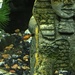 Baby fish in the aquarium by margonaut