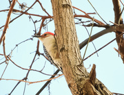 23rd Nov 2020 - Red Bellied Woodpecker 