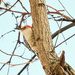 Red Bellied Woodpecker  by mzzhope