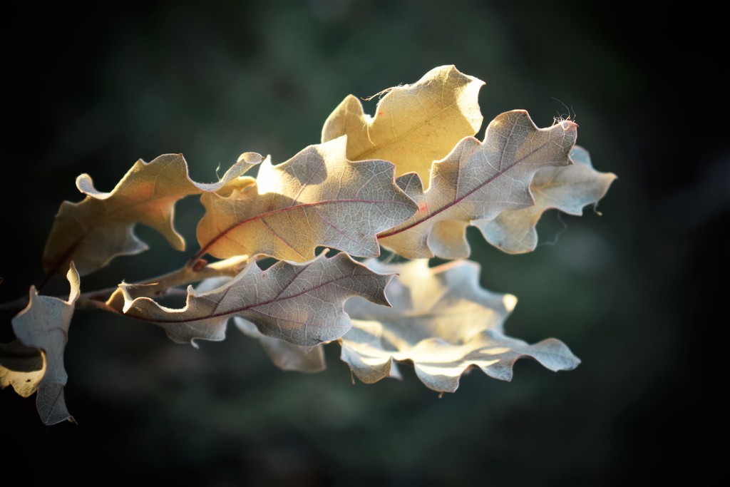 Oak Leaves by sandlily