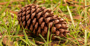 23rd Nov 2020 - Lonely Pine cone!
