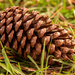Lonely Pine cone! by rickster549