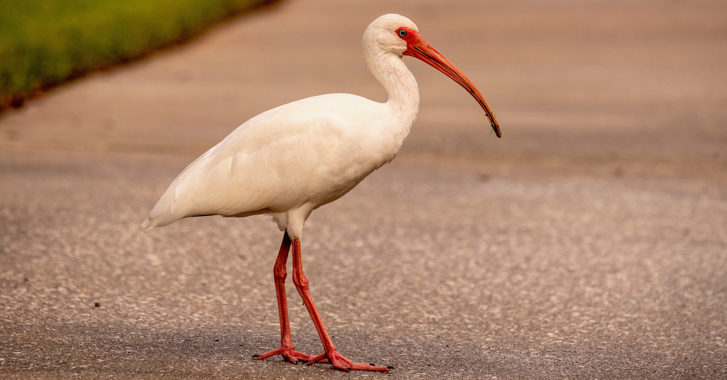 Ibis on the Stroll! by rickster549