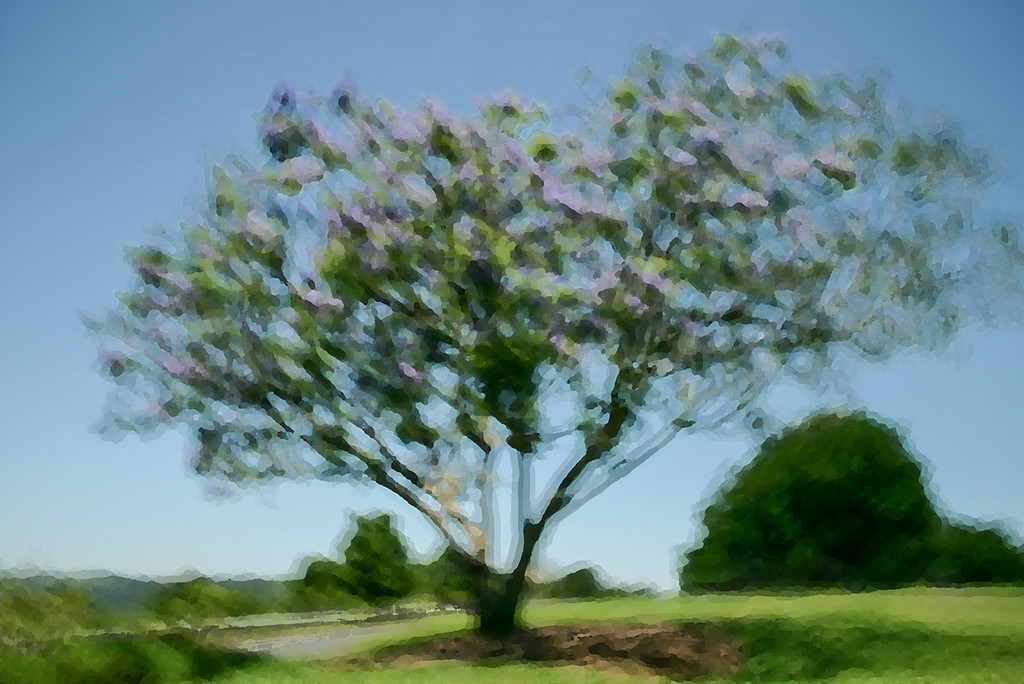 The Jacaranda tree by jeneurell
