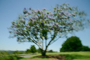 23rd Nov 2020 - The Jacaranda tree