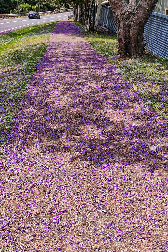 Jacaranda, Maleny by jeneurell