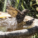 Mrs bowerbird splashes out by koalagardens