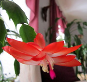 24th Nov 2020 - Wow my Christmas cactus is blooming already
