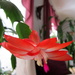 Wow my Christmas cactus is blooming already by bruni