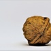 walnut by christophercox