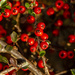 Cotoneaster by clivee