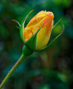 24th Nov 2020 - 1124 - A late rose