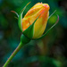 1124 - A late rose by bob65
