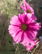 23rd Nov 2020 - Backlit cosmos