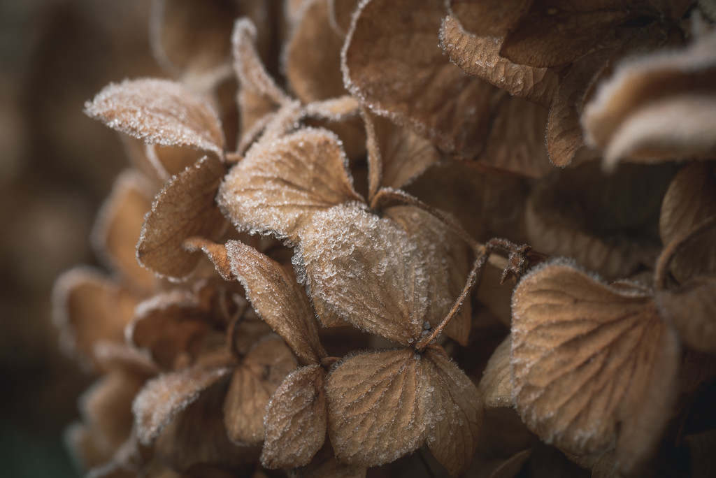 frosted hydrangea by jackies365