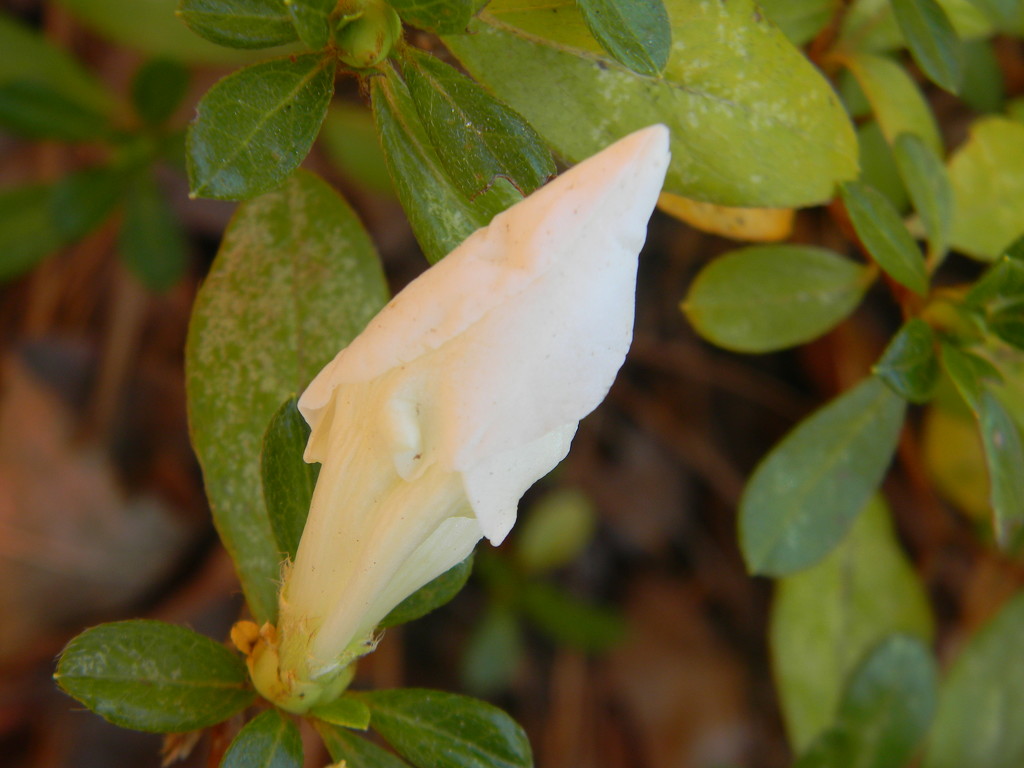 White Azalea Bud  by sfeldphotos