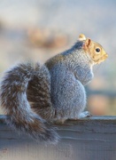 24th Nov 2020 - Sunset On A Squirrel