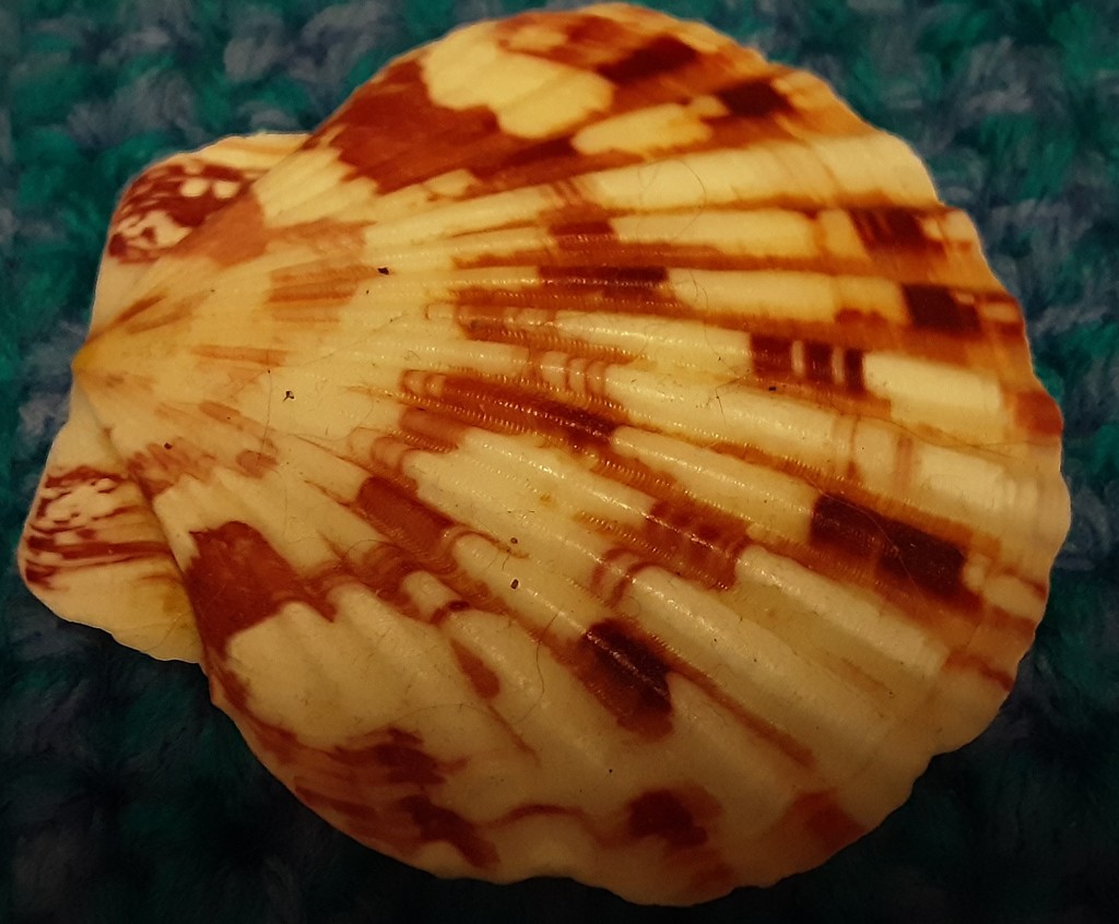 A patterned seashell. by grace55
