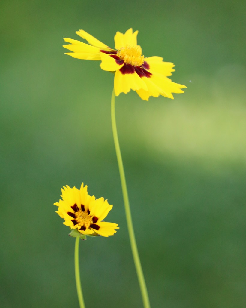 June 12: Coreopsis by daisymiller