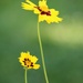 June 12: Coreopsis by daisymiller