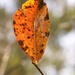 A single leaf... by marlboromaam
